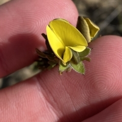 Gompholobium glabratum (Dainty Wedge Pea) at Morton National Park - 3 Sep 2023 by Tapirlord