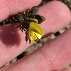 Gompholobium glabratum at Sassafras, NSW - 3 Sep 2023