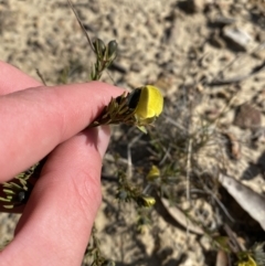 Gompholobium glabratum at Sassafras, NSW - 3 Sep 2023