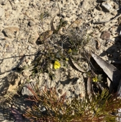 Gompholobium glabratum at Sassafras, NSW - 3 Sep 2023 09:51 AM