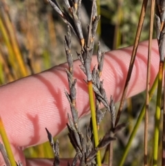 Lepidosperma urophorum (Tailed Rapier-sedge) at Morton National Park - 2 Sep 2023 by Tapirlord