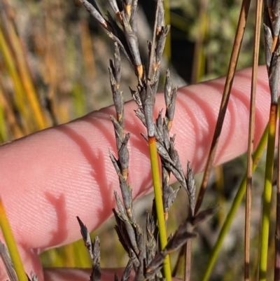 Lepidosperma urophorum (Tailed Rapier-sedge) at Sassafras, NSW - 2 Sep 2023 by Tapirlord