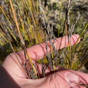 Lepidosperma urophorum at Sassafras, NSW - 3 Sep 2023