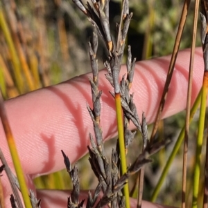 Lepidosperma urophorum at Sassafras, NSW - 3 Sep 2023