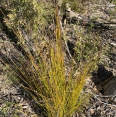 Lepidosperma urophorum at Sassafras, NSW - 3 Sep 2023