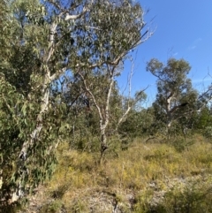 Eucalyptus racemosa (Scribbly Gum) at Sassafras, NSW - 3 Sep 2023 by Tapirlord