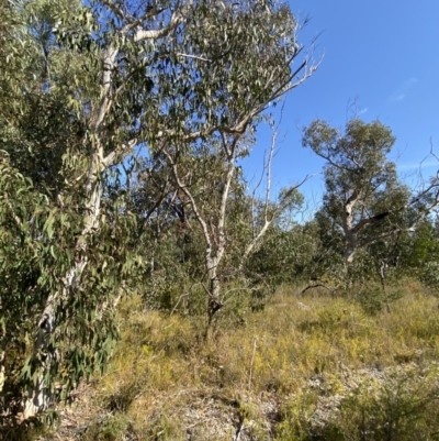 Eucalyptus racemosa (Narrow-leaved Scribbly Gum) at Morton National Park - 2 Sep 2023 by Tapirlord