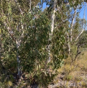 Eucalyptus racemosa at Sassafras, NSW - 3 Sep 2023 09:49 AM