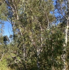 Eucalyptus racemosa at Sassafras, NSW - 3 Sep 2023 09:49 AM