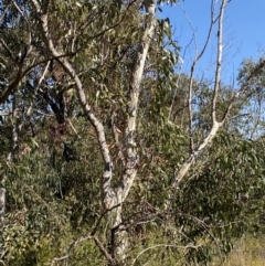 Eucalyptus racemosa at Sassafras, NSW - 3 Sep 2023