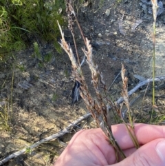 Lepyrodia scariosa (Chaffy Scale-rush) at Morton National Park - 2 Sep 2023 by Tapirlord