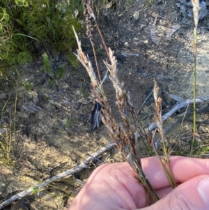 Lepyrodia scariosa at Sassafras, NSW - 3 Sep 2023