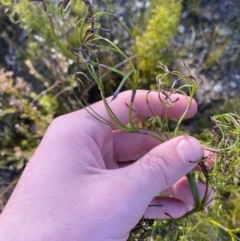 Caustis flexuosa (Curly Wigs) at Morton National Park - 2 Sep 2023 by Tapirlord