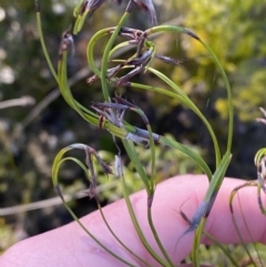 Caustis flexuosa at Sassafras, NSW - suppressed