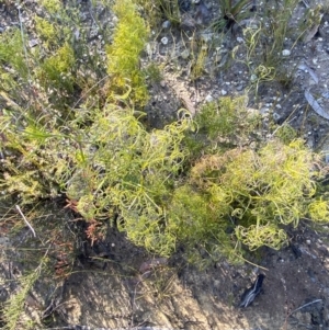 Caustis flexuosa at Sassafras, NSW - 3 Sep 2023