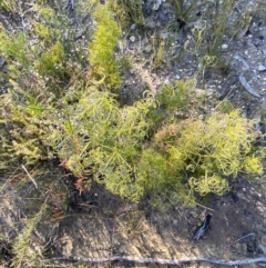 Caustis flexuosa at Sassafras, NSW - suppressed