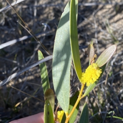 Acacia subtilinervis (Net-veined Wattle) at Morton National Park - 2 Sep 2023 by Tapirlord