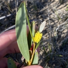 Acacia subtilinervis at Sassafras, NSW - 3 Sep 2023