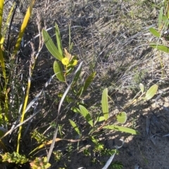 Acacia subtilinervis at Sassafras, NSW - 3 Sep 2023