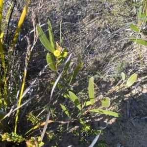 Acacia subtilinervis at Sassafras, NSW - 3 Sep 2023