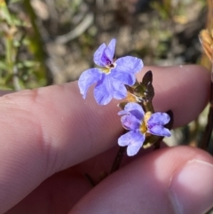 Dampiera stricta (Blue Dampiera) at Sassafras, NSW - 2 Sep 2023 by Tapirlord