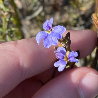 Dampiera stricta (Blue Dampiera) at Sassafras, NSW - 2 Sep 2023 by Tapirlord