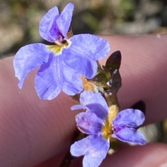 Dampiera stricta at Sassafras, NSW - 3 Sep 2023