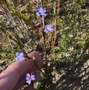 Dampiera stricta at Sassafras, NSW - 3 Sep 2023