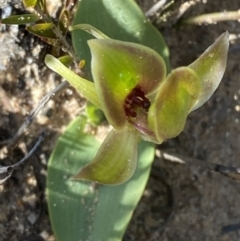 Chiloglottis chlorantha (Wollongong Bird Orchid) at Morton National Park - 2 Sep 2023 by Tapirlord
