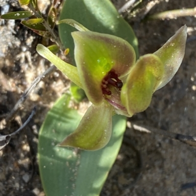 Chiloglottis chlorantha (Wollongong Bird Orchid) at Morton National Park - 2 Sep 2023 by Tapirlord