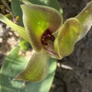 Chiloglottis chlorantha at Sassafras, NSW - suppressed