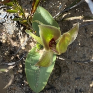 Chiloglottis chlorantha at Sassafras, NSW - suppressed