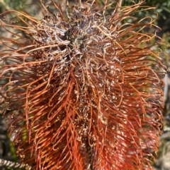 Banksia ericifolia subsp. ericifolia (Heath-leaved Banksia) at Sassafras, NSW - 3 Sep 2023 by Tapirlord