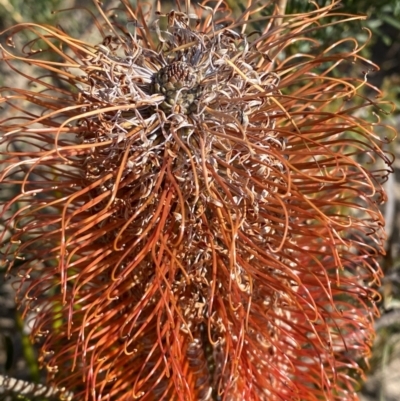 Banksia ericifolia subsp. ericifolia (Heath-leaved Banksia) at Sassafras, NSW - 2 Sep 2023 by Tapirlord