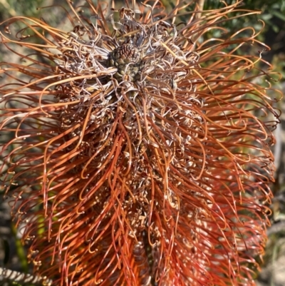 Banksia ericifolia subsp. ericifolia (Heath-leaved Banksia) at Sassafras, NSW - 3 Sep 2023 by Tapirlord