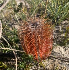 Banksia ericifolia subsp. ericifolia at Sassafras, NSW - 3 Sep 2023