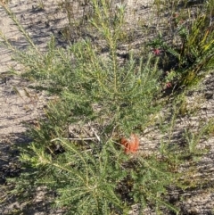 Banksia ericifolia subsp. ericifolia at Sassafras, NSW - 3 Sep 2023