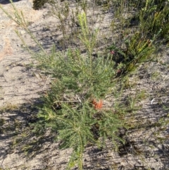 Banksia ericifolia subsp. ericifolia at Sassafras, NSW - 3 Sep 2023