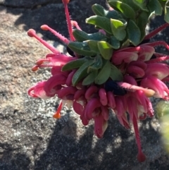Grevillea baueri subsp. asperula (Bauer's Grevillea) at Sassafras, NSW - 3 Sep 2023 by Tapirlord
