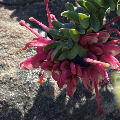 Grevillea baueri subsp. asperula (Bauer's Grevillea) at Morton National Park - 2 Sep 2023 by Tapirlord