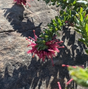 Grevillea baueri subsp. asperula at Sassafras, NSW - 3 Sep 2023 09:41 AM