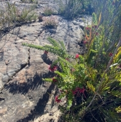 Grevillea baueri subsp. asperula at Sassafras, NSW - 3 Sep 2023 09:41 AM