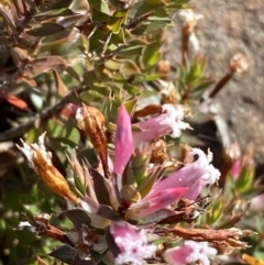 Leucopogon neoanglicus (A Beard-Heath) at Sassafras, NSW - 2 Sep 2023 by Tapirlord