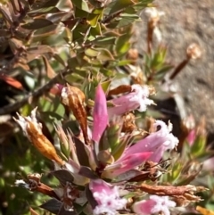 Leucopogon neoanglicus (A Beard-Heath) at Morton National Park - 2 Sep 2023 by Tapirlord