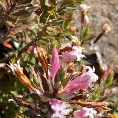 Leucopogon neoanglicus (A Beard-Heath) at Sassafras, NSW - 3 Sep 2023 by Tapirlord
