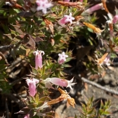 Leucopogon neoanglicus at Sassafras, NSW - 3 Sep 2023