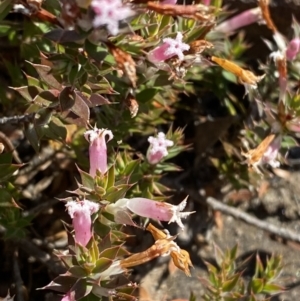 Leucopogon neoanglicus at Sassafras, NSW - 3 Sep 2023