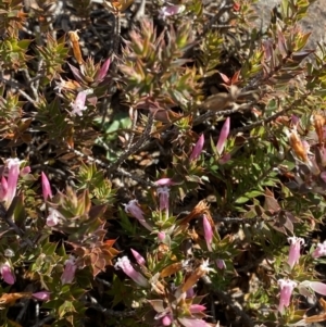 Leucopogon neoanglicus at Sassafras, NSW - 3 Sep 2023