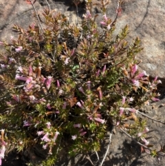 Leucopogon neoanglicus at Sassafras, NSW - 3 Sep 2023