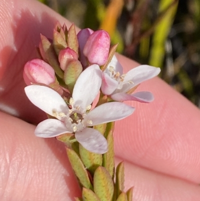 Philotheca scabra subsp. latifolia (A Waxflower) at Sassafras, NSW - 2 Sep 2023 by Tapirlord